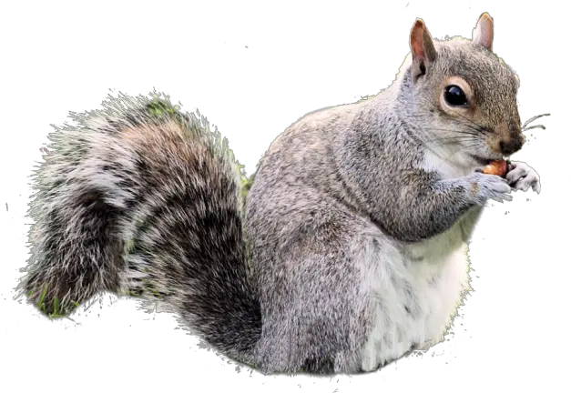 Gray Squirrel Clipart Real Transparent Squirrel Png Squirrel Transparent Background