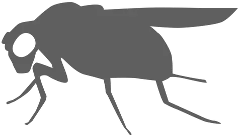 Fly Wing Silhouette House Fly Png Fly Png