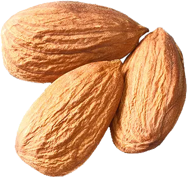 Free Png Nut Almond Plant Nuts Seeds Png Nuts Png