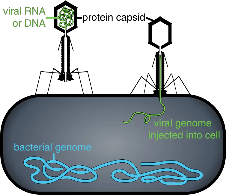 Bacteriophages An Alternative To Antibiotics Gene Therapy Is Important Png Bacteria Transparent Background