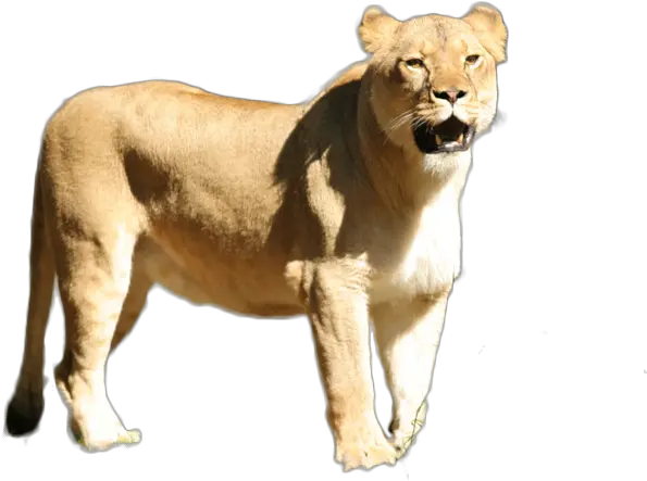 Index Of Akelsokelsosfzooupdatedimages Masai Lion Png Lioness Png