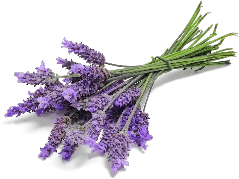 Lavender Bunch Close Up Transparent Png Transparent Transparent Background Lavender Lavender Png