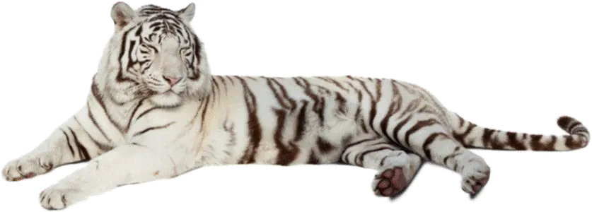 All About White Tigers White Siberian Tiger Transparent Png Tiger Transparent