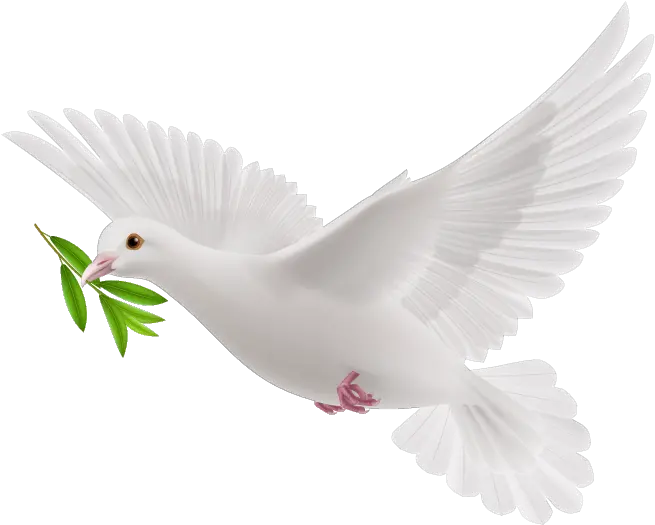 Doves As Symbols Transparent Peace Dove Png Pigeon Png