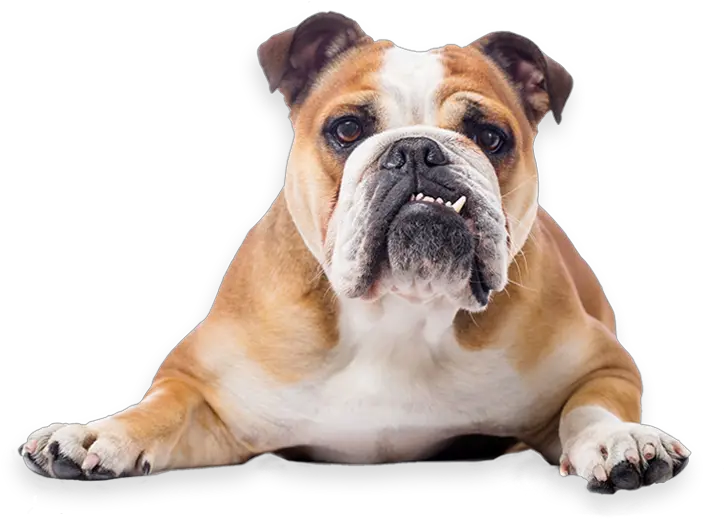 Where Can I Adopt A Bulldog Bulldog Png British Icon Bulldogs