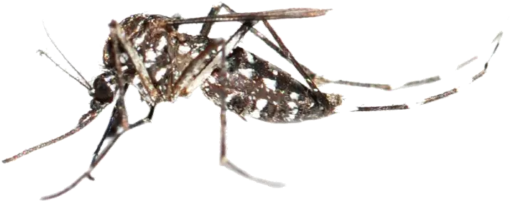 Mosquito Png Aedes Aegypti Fiebre Amarilla Mosquito Transparent