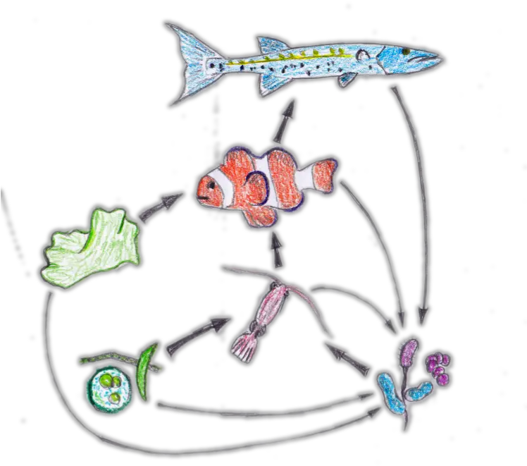 Food Web Nemo Food Chain Of A Clownfish Png Nemo Png