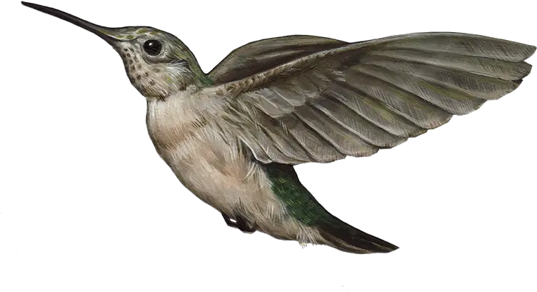 Hummingbird Png Hummingbird Beak Transparent Png Hummingbird Png