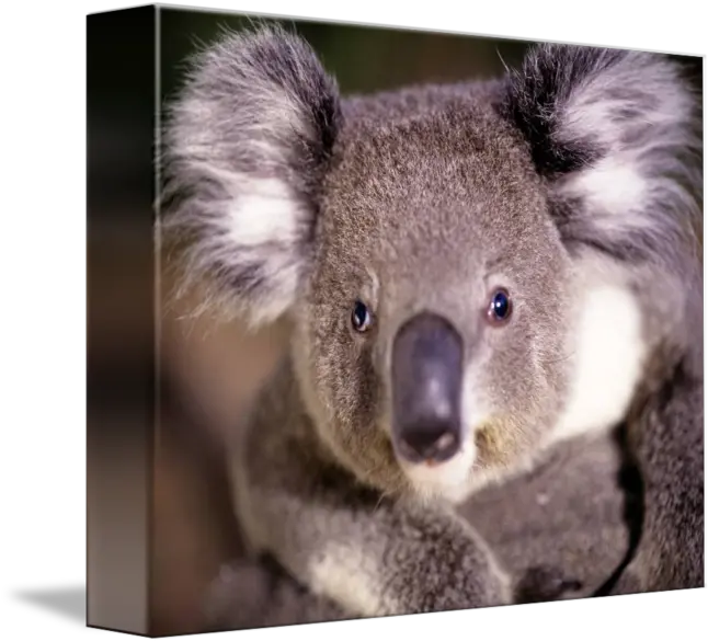 Koala Bear By Panoramic Images Koala Close Up Png Koala Bear Png