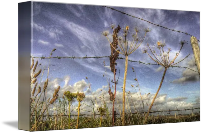 Barbed Wire Fence And Sky By Dave Hitchins Twig Png Fence Texture Png