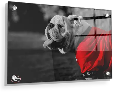 Georgia Bulldogs Uga Poised College Wall Art Png Boxer Dog Icon