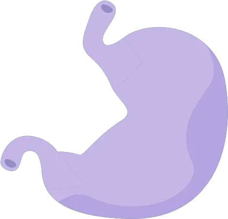 Transparent Png Svg Vector File Estomago Png Stomach Png