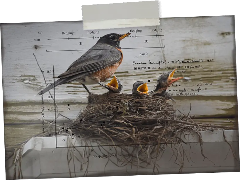 Download Robin Hd Png Western Meadowlark Bird Nest Png