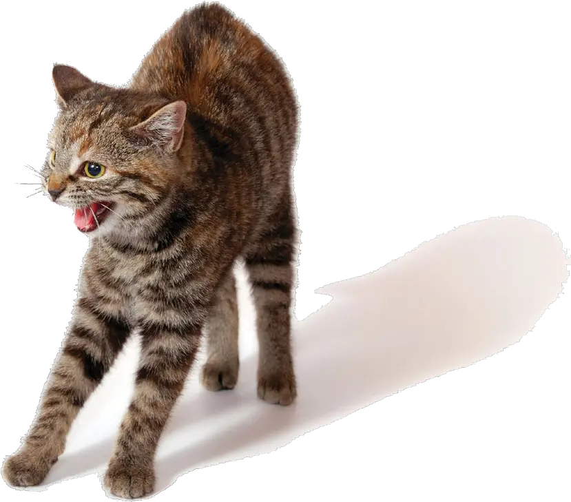 Angry Cat Png Photo Arts Cat Angry Png Cats Png