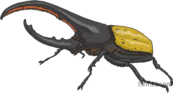 Hercules Beetle 1 Illustration Twinkl Japanese Rhinoceros Beetle Png Hercule Png