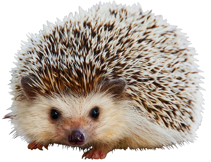 Hedgehog Clipart Do Hedgehogs Smell Bad Png Animal Clipart Png