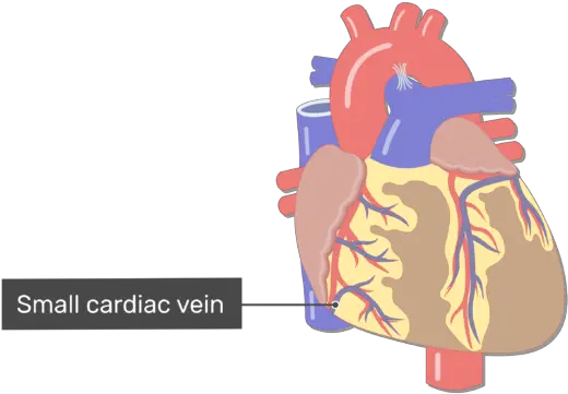 Coronary Veins Cardiac Heart Major Blood Vessels Png Veins Png