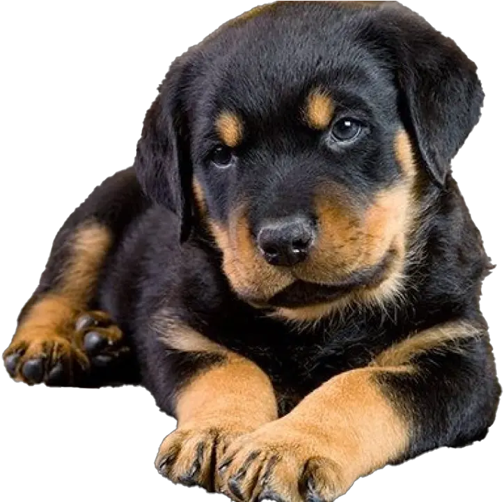 Rottweiler Puppy Png Free Image All Rottweiler Puppy Transparent Background Puppy Png
