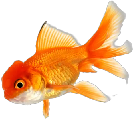 Goldfish Koi Aquarium Tropical Fish Fish Png Koi Fish Png