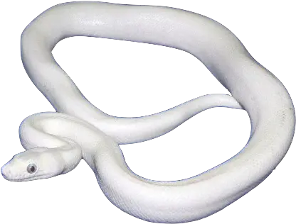 White Snake Png Picture White Snake Transparent Snakes Png