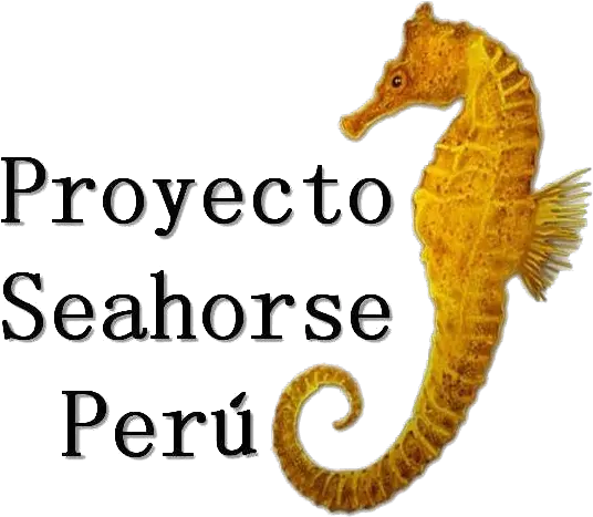 Proyecto Seahorse Peru The Trust Seahorse Peru Png Sea Horse Png