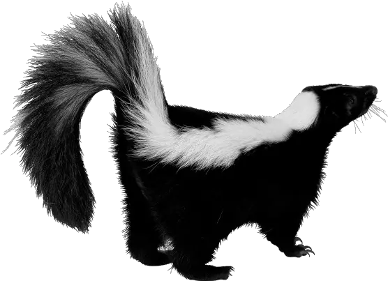 Skunk Png Transparent Skunk Png Skunk Transparent