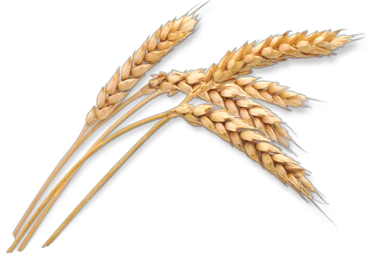 Download Hd Wheat Stalk Png Wheat Png Transparent Transparent Background Wheat Stalks Png Corn Stalk Png