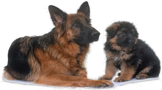 German Shepherd Png Transparent Image Transparent Background Png Dog German Shepherd Puppy Transparent German Shepherd Png