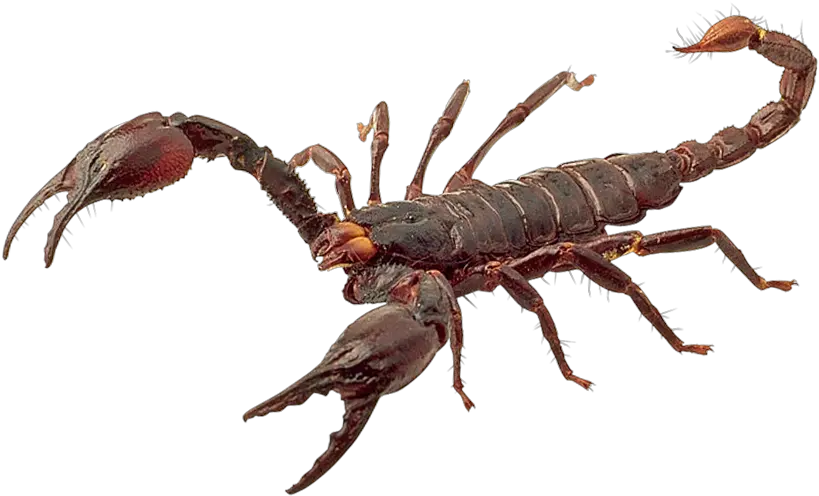 Download 900 X 580 Scorpion Png Full Size Png Image Pngkit Scorpion Png Mortal Kombat Scorpion Png