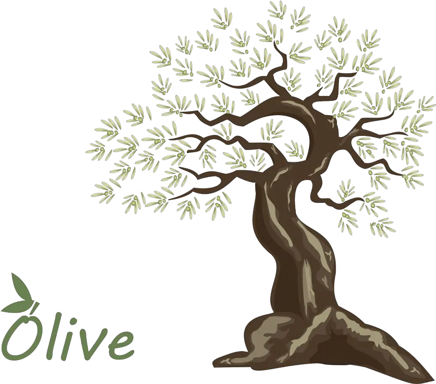 Olive Oil Tree Handpainted Olive Png Download 1000900 Arbol De Olivo Para Niños En Dibujo Olive Png