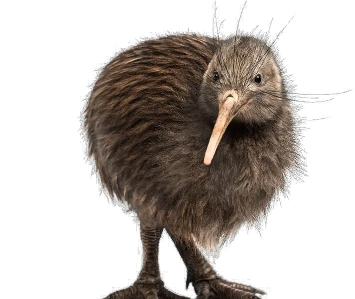 Kiwi Bird Transparent Background Png Mart Kiwi Bird Kiwi Transparent Background Animals Transparent Background