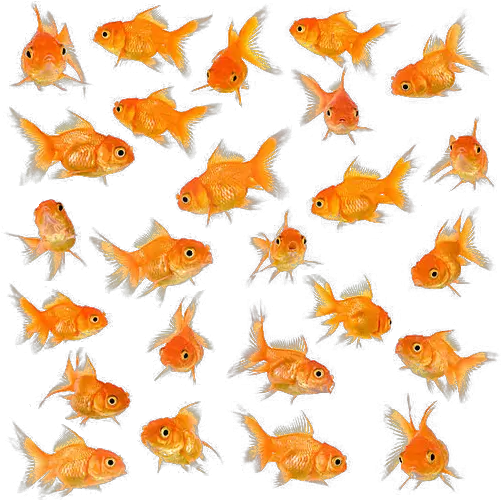 Download Little Fish Big Swimming Goldfish Background Big Size Png Fish Swimming Png