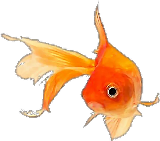 Fish Goldfish Sticker By Pennyann Gold Fish Png Goldfish Transparent