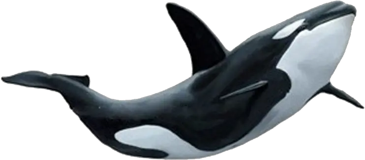 Killer Whale Png Killer Whale Png Killer Whale Png