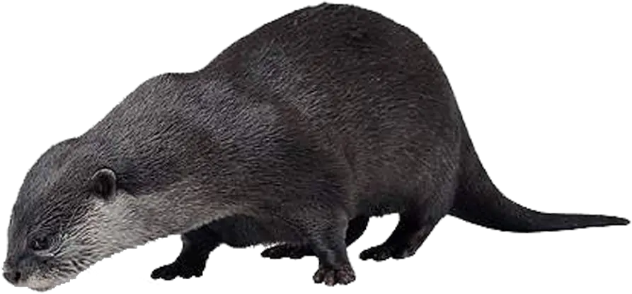 Sea Otter Animal Vole Sea Otter Png Otter Png