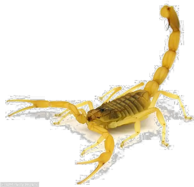 Scorpion Most Venomous Scorpion In The World Png Scorpion Png