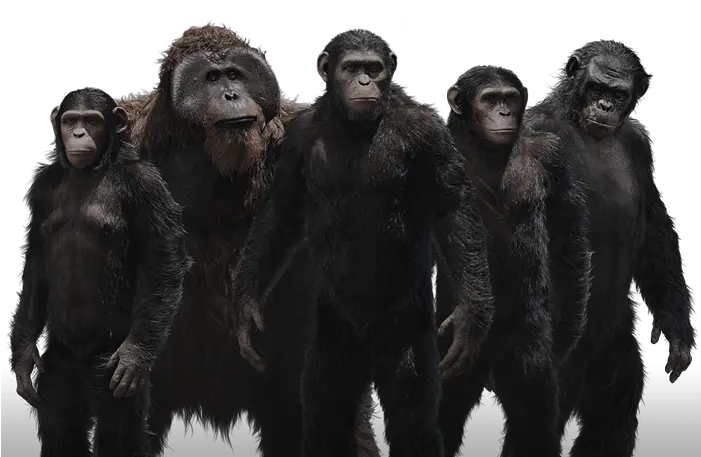 Ape Png Planet Of The Apes Png Ape Png