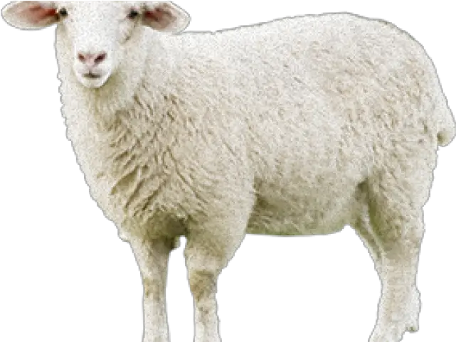 Download Sheep Png Transparent Images Portable Network Graphics Sheep Transparent