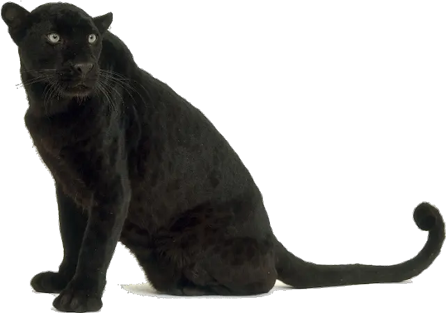 Black Leopard Images Black Panther Animal Png Panther Transparent Background