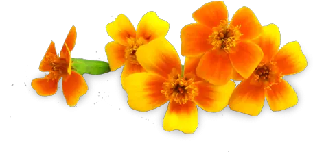 Micro Marigolds Lovely Png Marigold Transparent