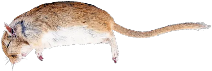 Rat Poison The Best Transparent Background Dead Rat Png Rat Transparent Background