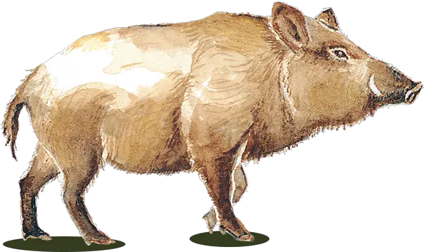 Wild Pig Wines Wild Pig Transparent Png Pig Transparent