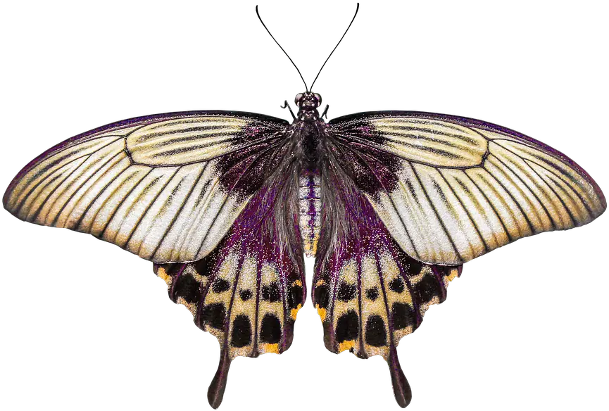 Butterfly Wing Png Nature Animals Butterfly Insect Fly Motyl Plakat Butterfly Wing Png