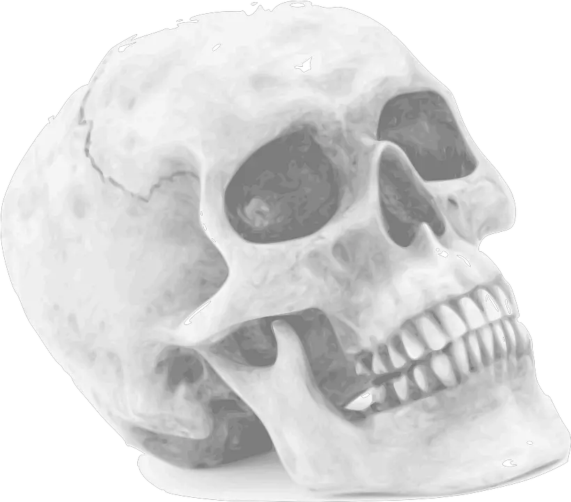 Skull Skeleton Human Halloween Skull Png Human Skull Png