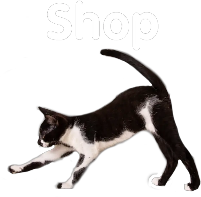 Cat Depot Domestic Cat Png Cat Transparent