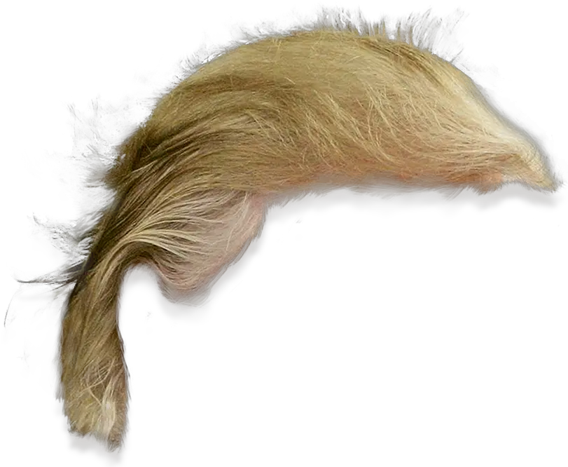 Donald Trump Hair Png Transparent 2 Image Transparent Donald Trump Hair Png Donald Trump Transparent