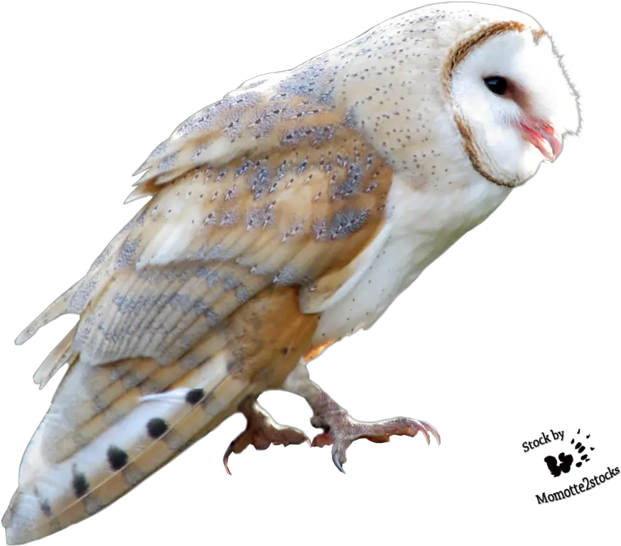 Download Barn Owl Png Free Transparent Barn Owl Owl Png