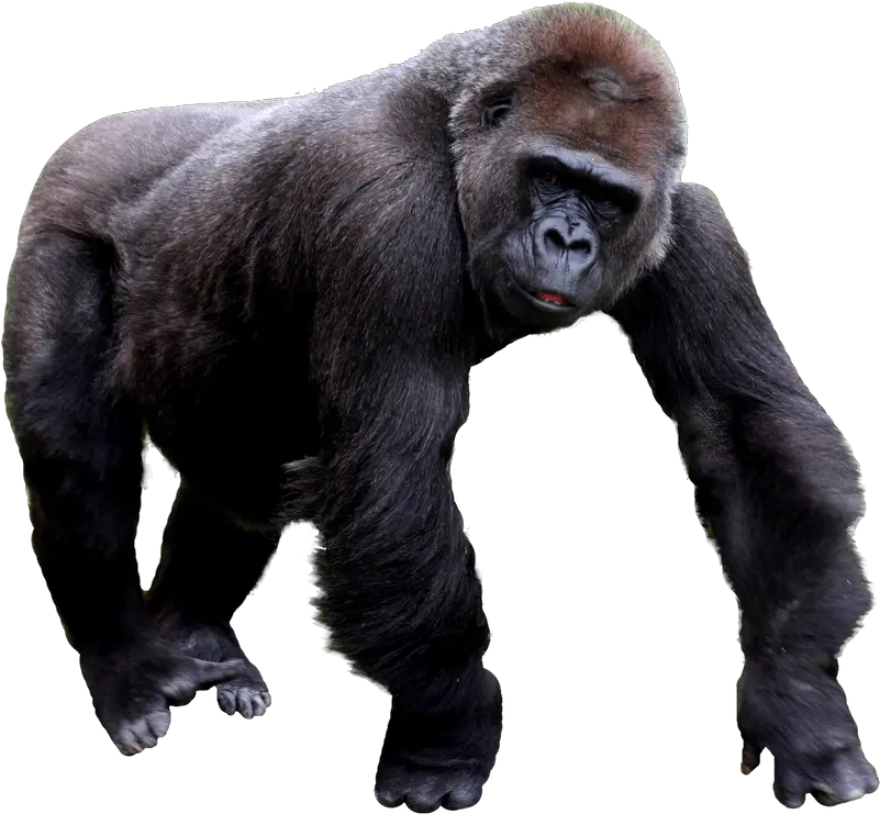 Download Transparent Gorilla Png Gorilla Png