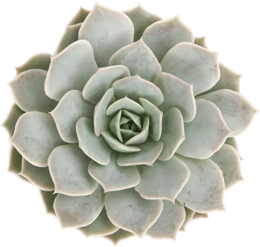 Download Echeveria Fleur Blanc Succulent Png Transparent Succulent Png