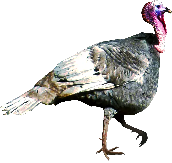 Animal Birds Turkey Png Turkey Animal Png Turkey Png